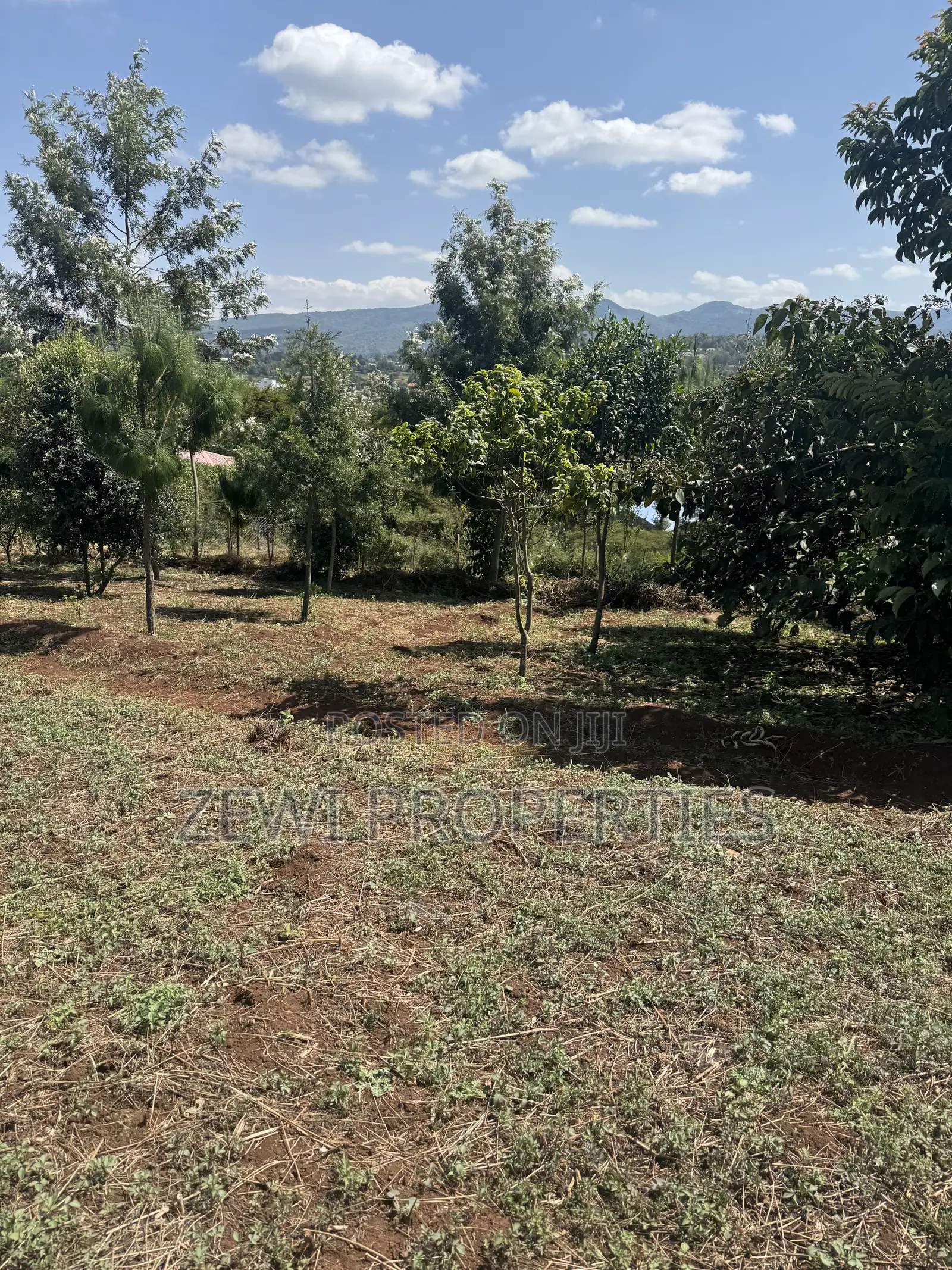 Half Acre Matasia