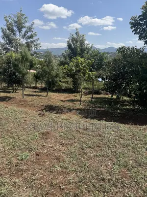 Half Acre Matasia