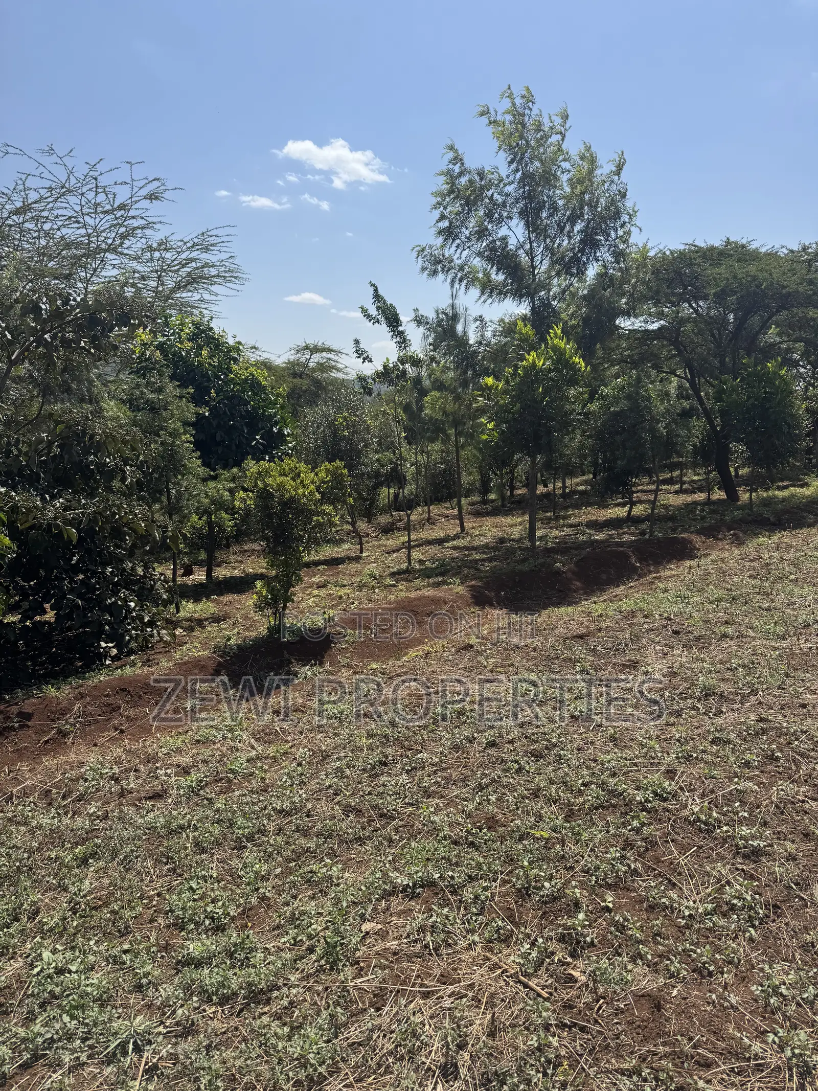 Half Acre Matasia