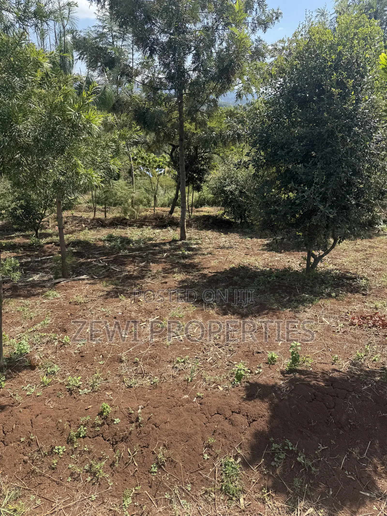 Half Acre Matasia
