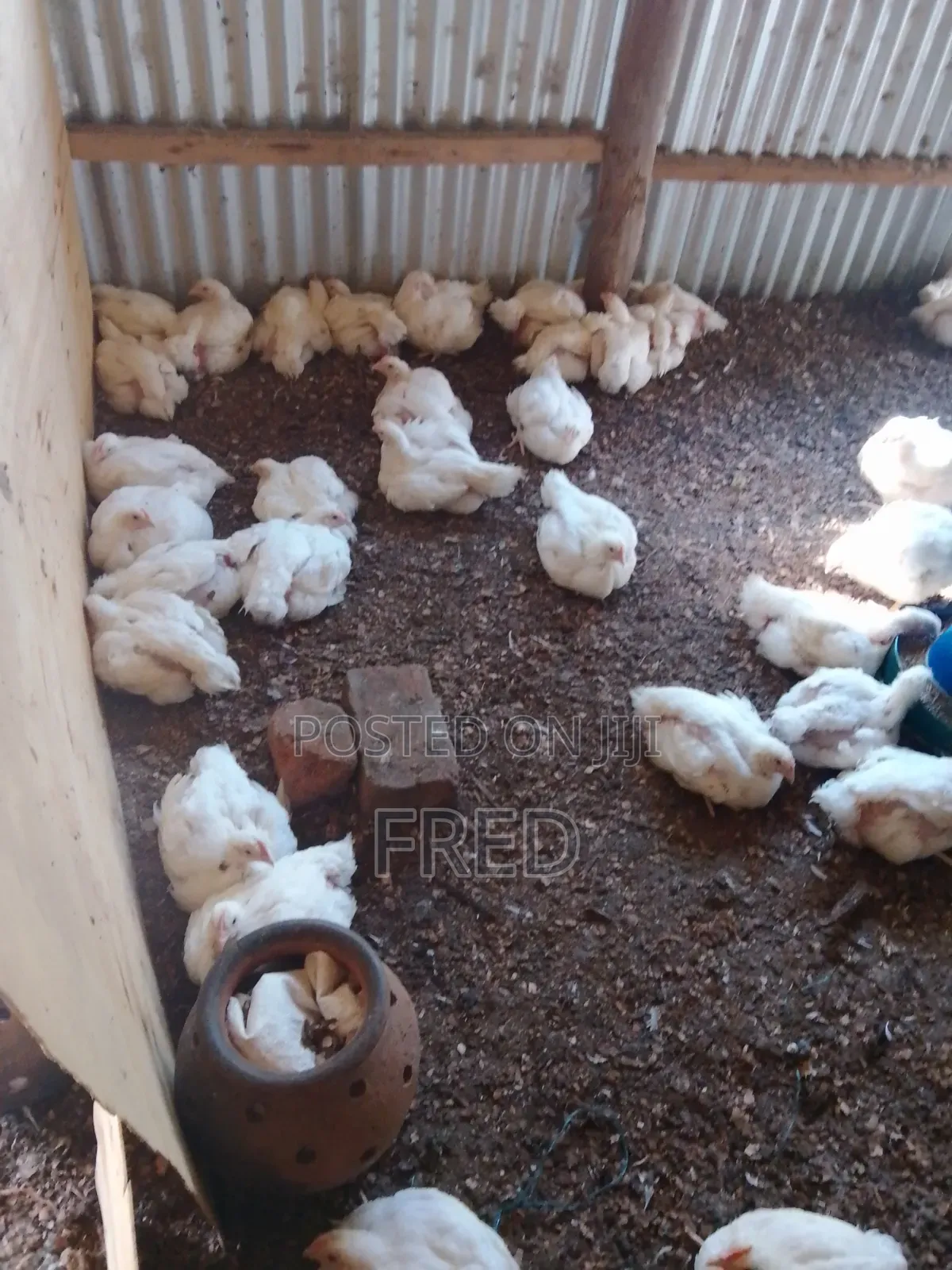 Broiler Chicken for Sale