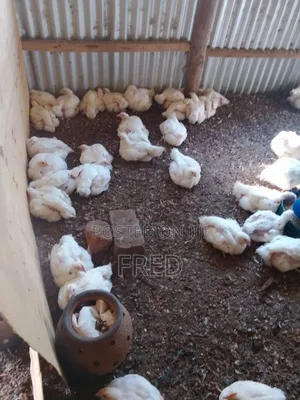 Broiler Chicken for Sale