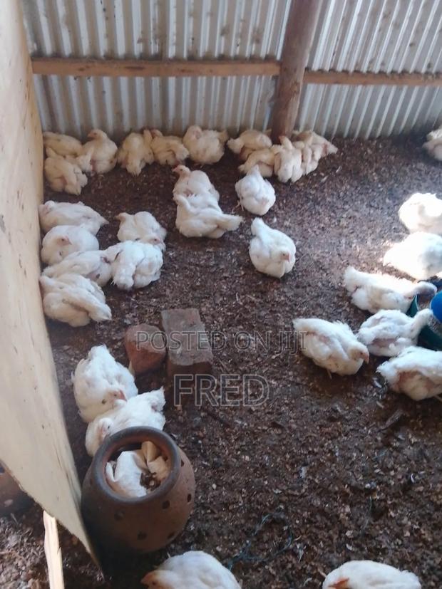 Broiler Chicken for Sale