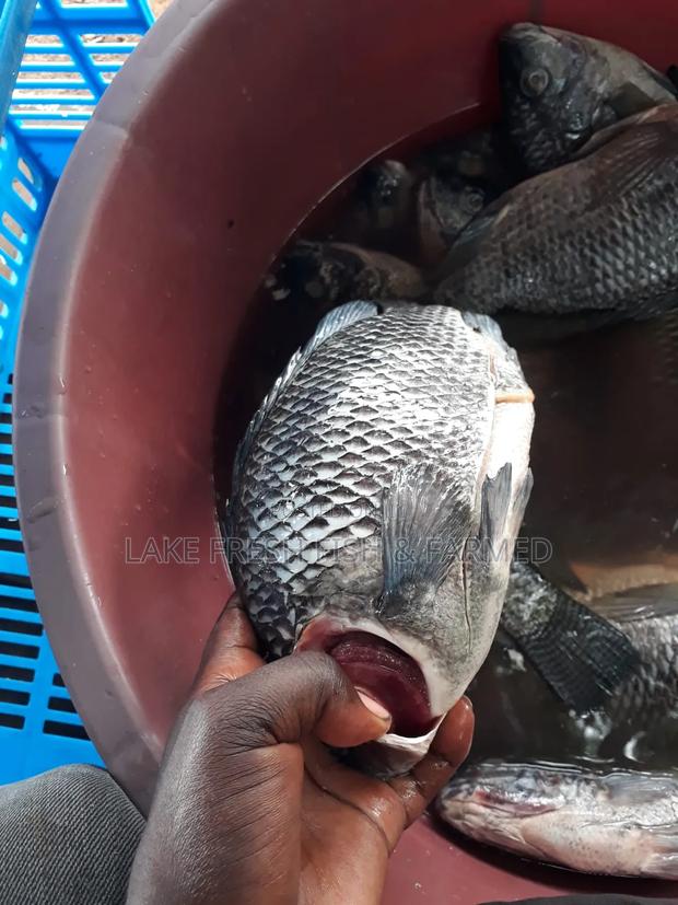 Lake Fresh Fish - main view