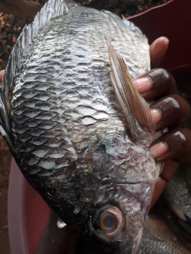 Lake Fresh Fish - thumbnail 2