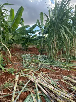 Prime 50acres at Embu Ishiara for Sale