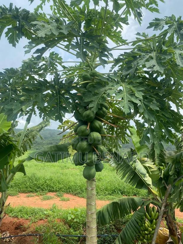 Prime 50acres at Embu Ishiara for Sale - thumbnail 3