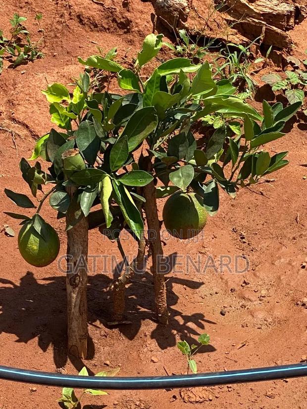 Prime 50acres at Embu Ishiara for Sale - thumbnail 9