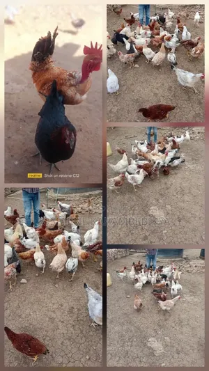 Get a Goat , Chicken,Sheep for Sale