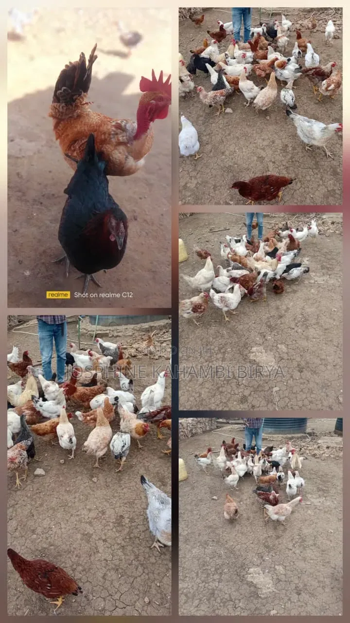 Get a Goat , Chicken,Sheep for Sale