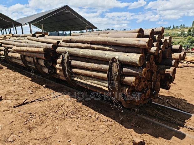 Treated Fencing Posts