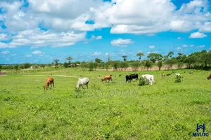 50 By 100 Units For Sale In Mariakani