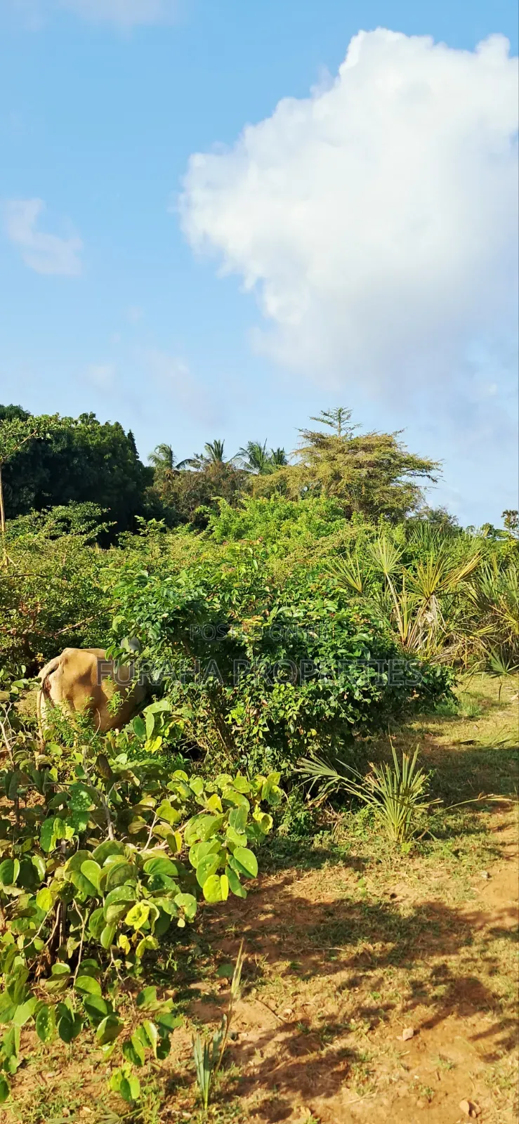 For Sale 6 Acres Land Tiwi South Coast