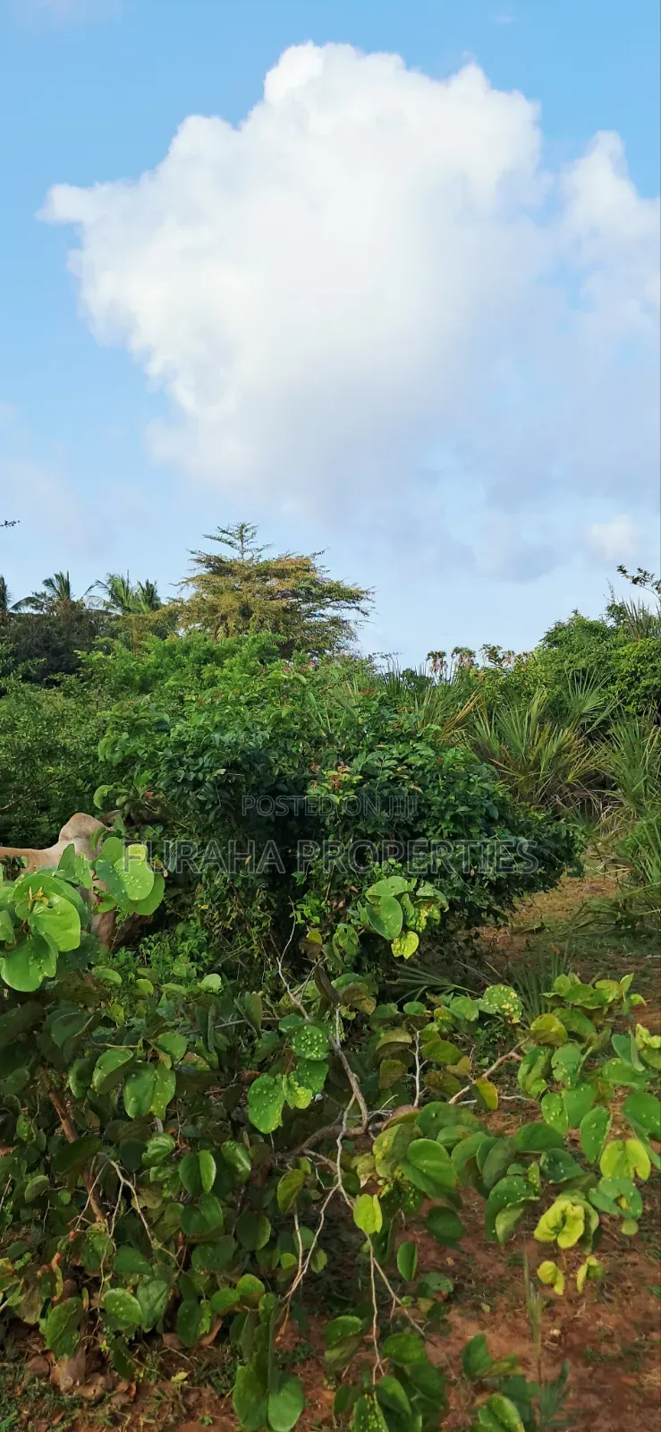 For Sale 6 Acres Land Tiwi South Coast