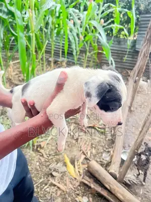 3-6 months Male Purebred American Pit Bull Terrier