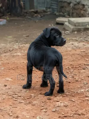 3-6 months Male Purebred American Pit Bull Terrier
