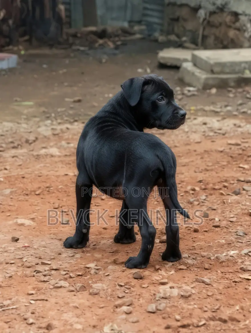 3-6 months Male Purebred American Pit Bull Terrier