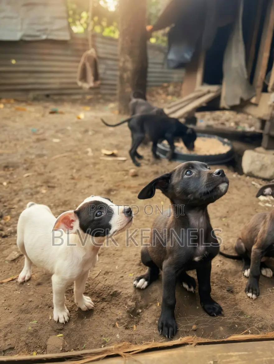 3-6 months Male Purebred American Pit Bull Terrier