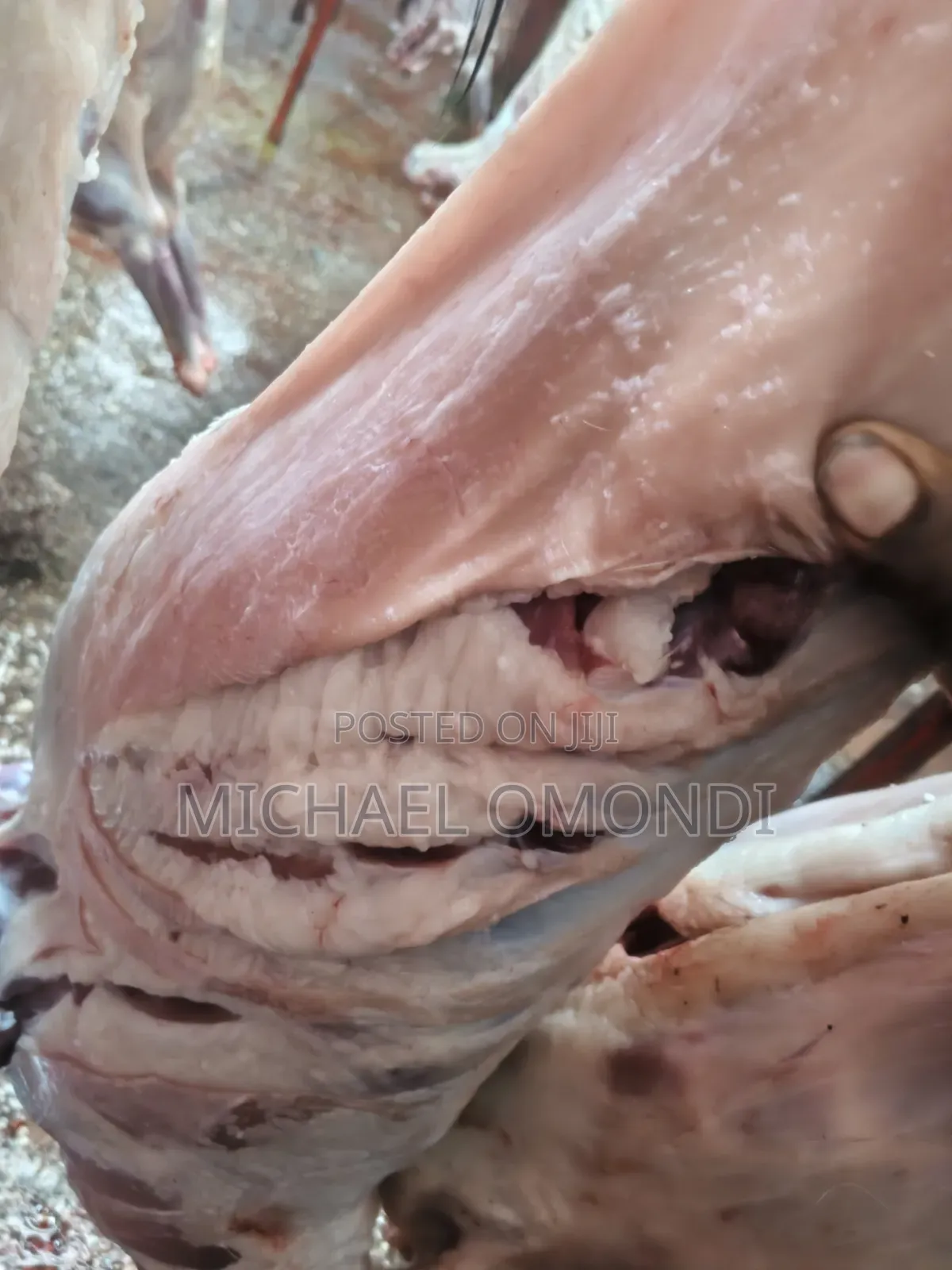 Goat Ribs/Chaps - 620 Per Kg