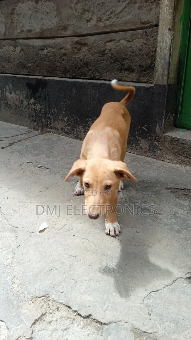 3-6 months Male Mixed Breed Greyhound - thumbnail 4