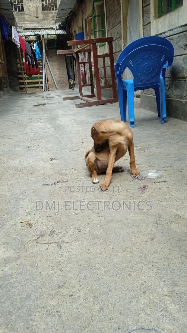 3-6 months Male Mixed Breed Greyhound - thumbnail 5
