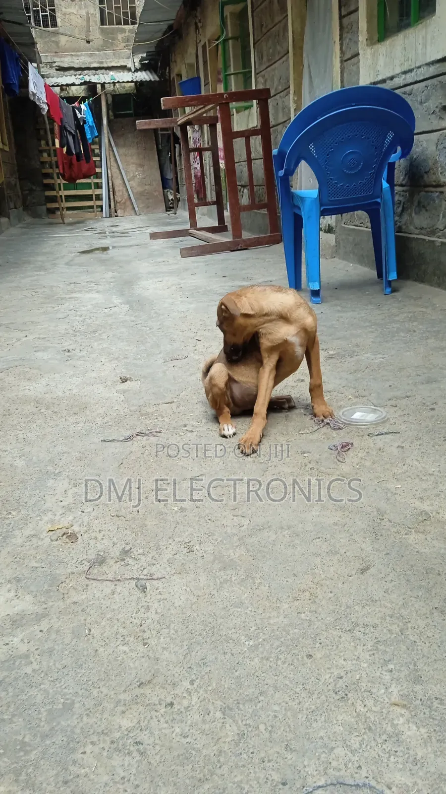 3-6 months Male Mixed Breed Greyhound