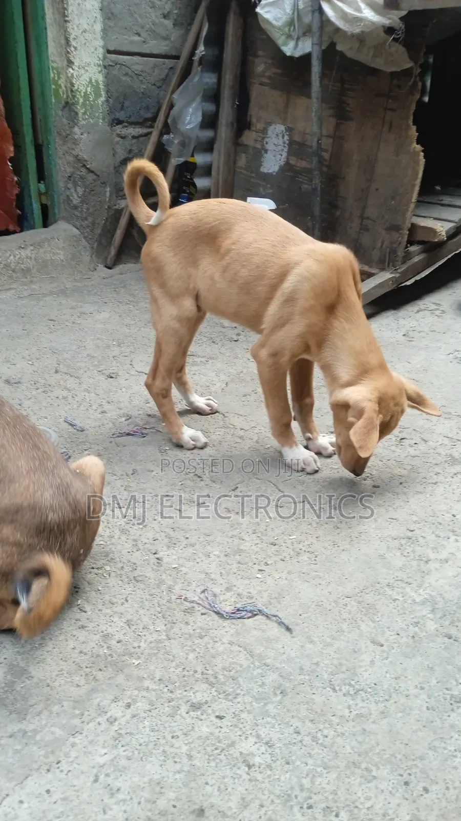 3-6 months Male Mixed Breed Greyhound