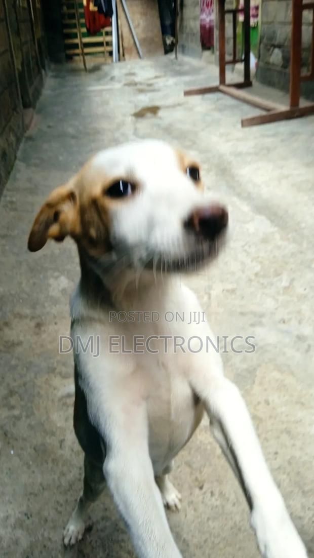3-6 months Male Mixed Breed Greyhound - thumbnail 3