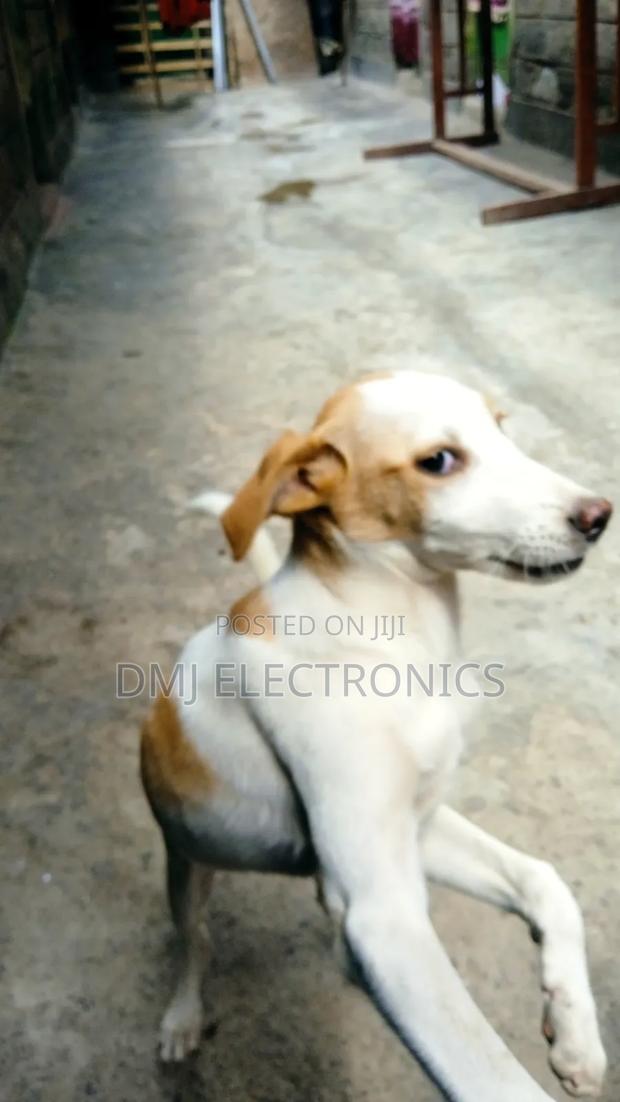 3-6 months Male Mixed Breed Greyhound - thumbnail 7