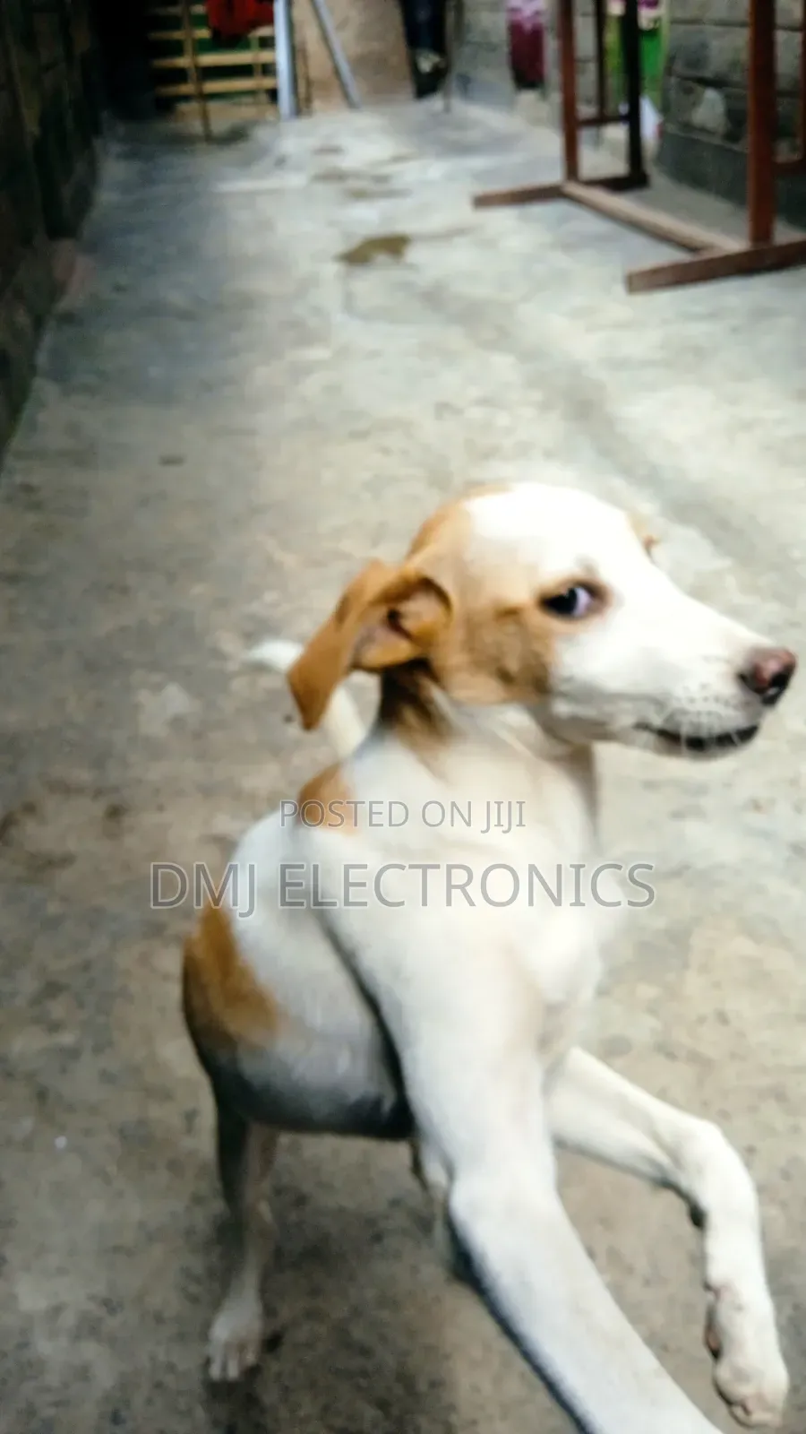 3-6 months Male Mixed Breed Greyhound