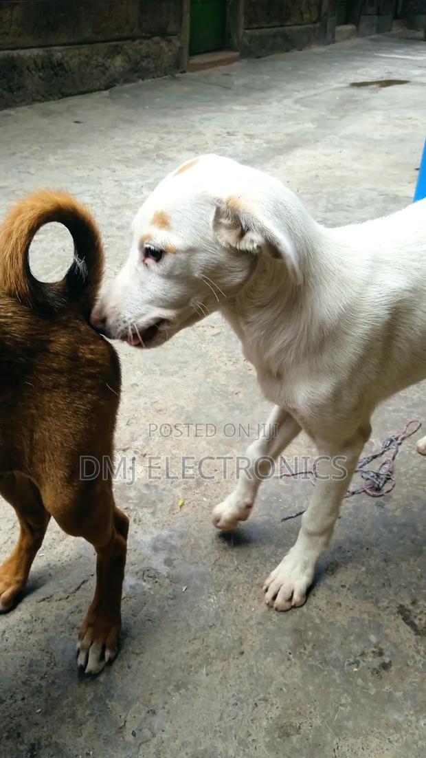 3-6 months Male Mixed Breed Greyhound - thumbnail 8
