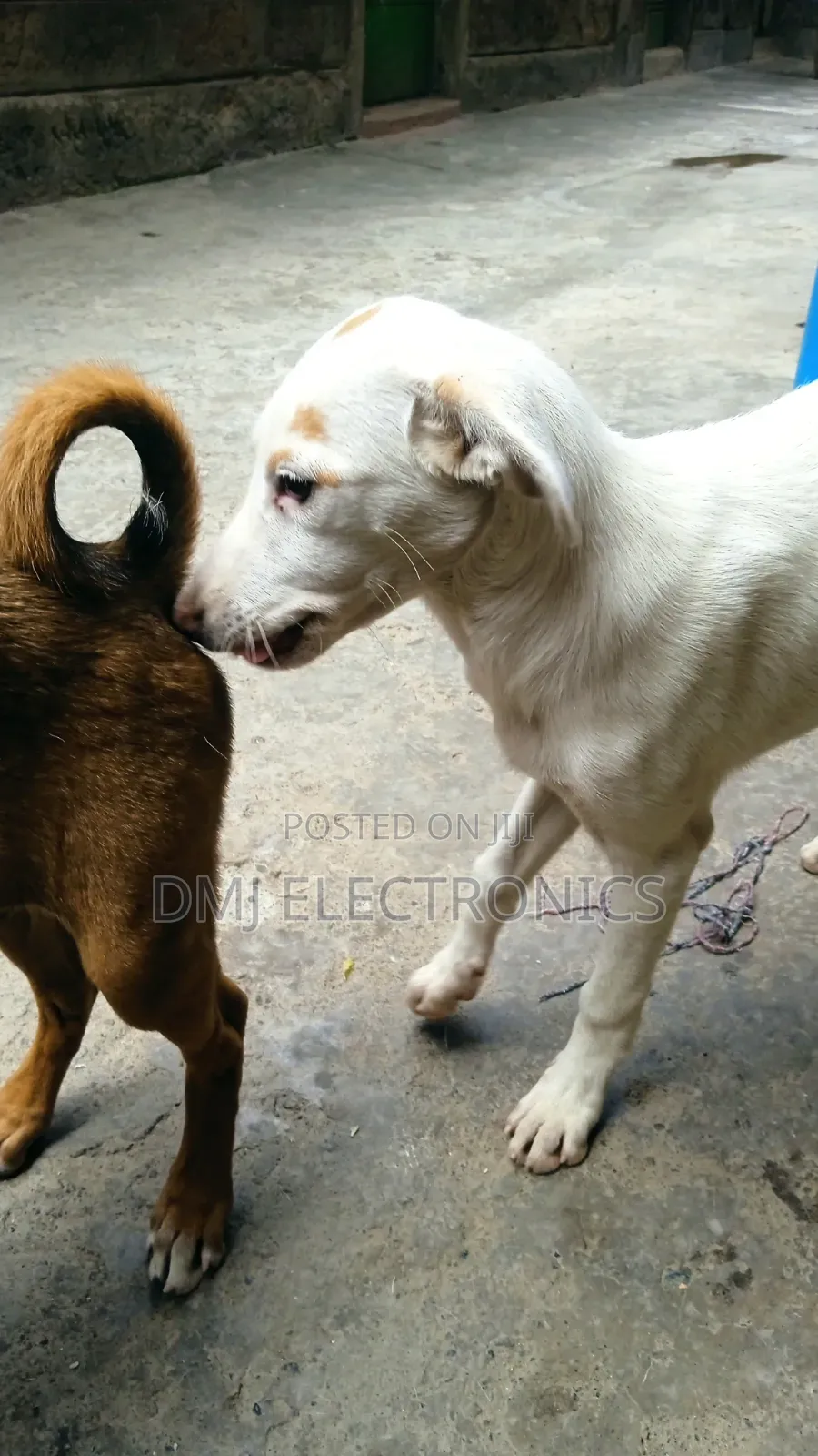3-6 months Male Mixed Breed Greyhound