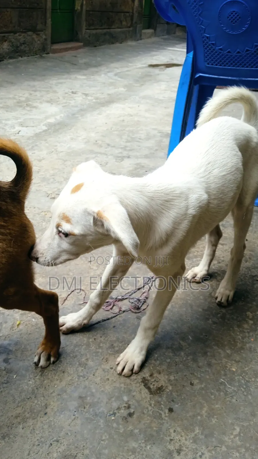 3-6 months Male Mixed Breed Greyhound