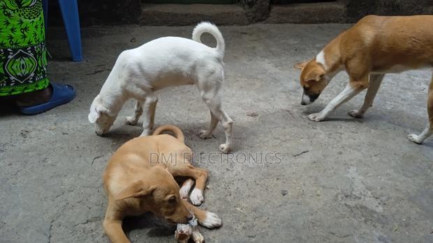 3-6 months Male Mixed Breed Greyhound - thumbnail 10
