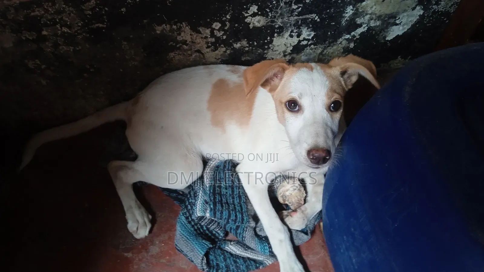 3-6 months Male Mixed Breed Greyhound