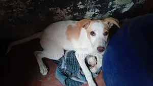 3-6 months Male Mixed Breed Greyhound