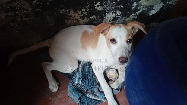 3-6 months Male Mixed Breed Greyhound - thumbnail 2