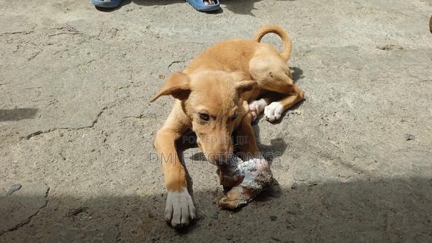 3-6 months Male Mixed Breed Greyhound