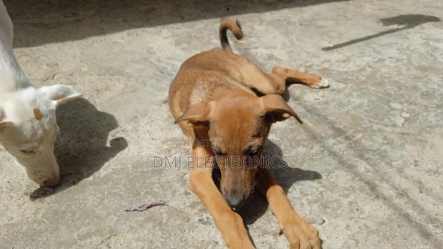 3-6 months Male Mixed Breed Greyhound - thumbnail 11