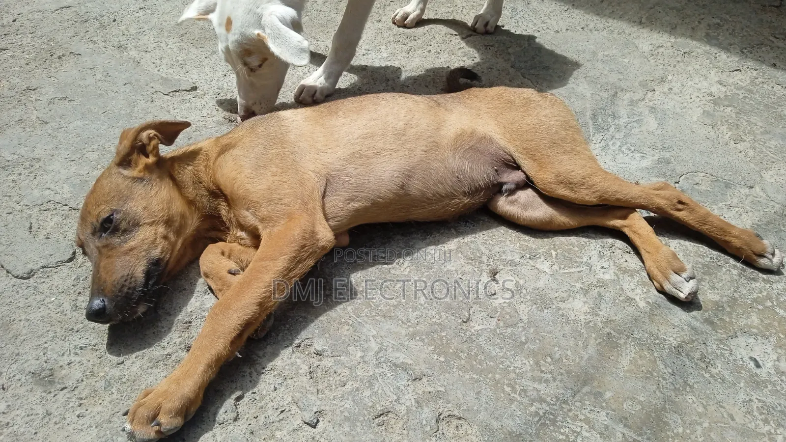 3-6 months Male Mixed Breed Greyhound