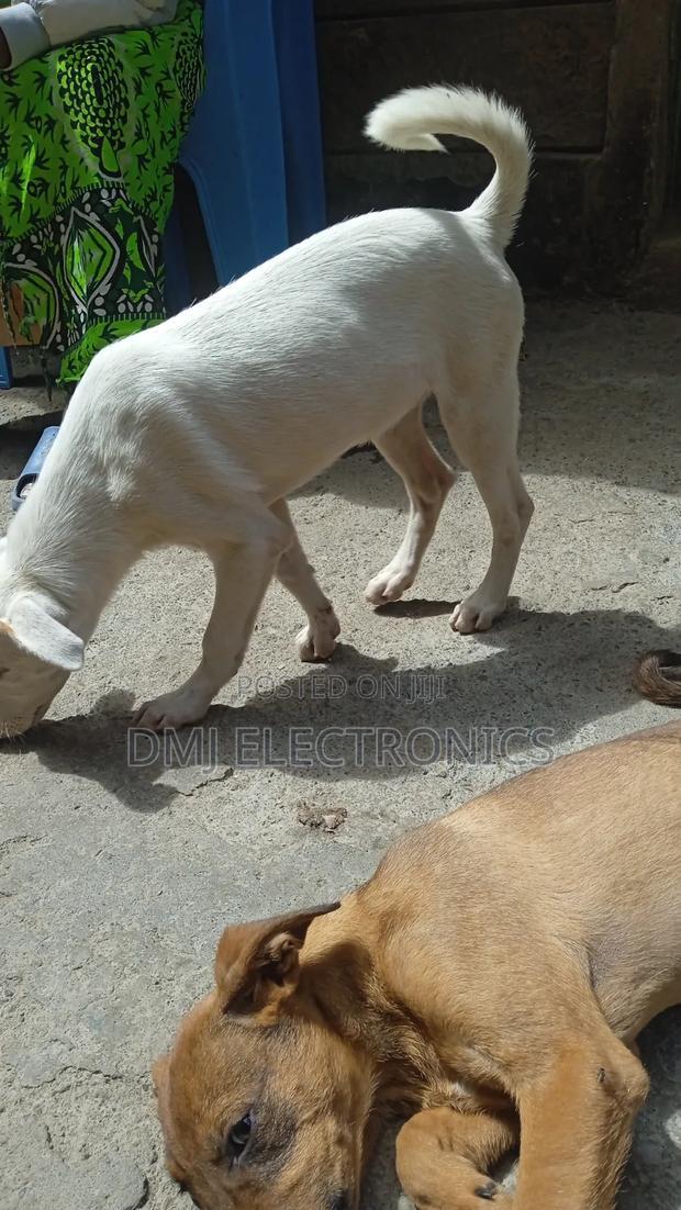 3-6 months Male Mixed Breed Greyhound - thumbnail 13