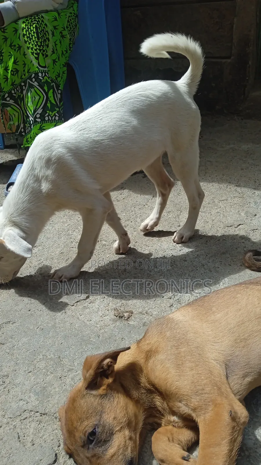 3-6 months Male Mixed Breed Greyhound