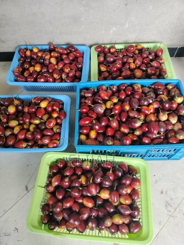 Tree Tomato Fruits