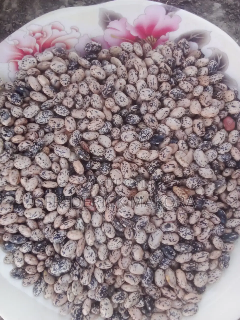 Fresh Zebra Beans