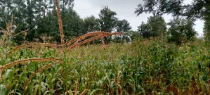 2 Acres in Sale at Muri -Kirinyaga
