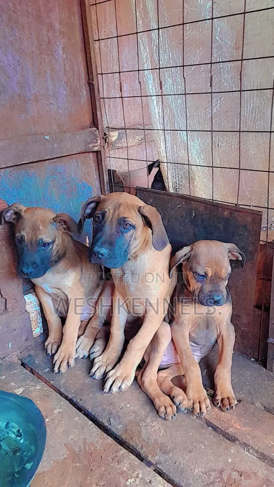 3-6 months Female Purebred Boerboel