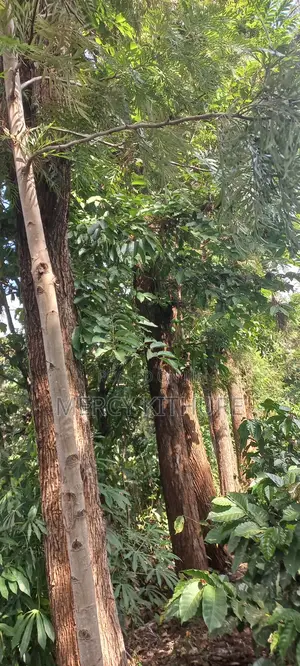 Grevillea Trees
