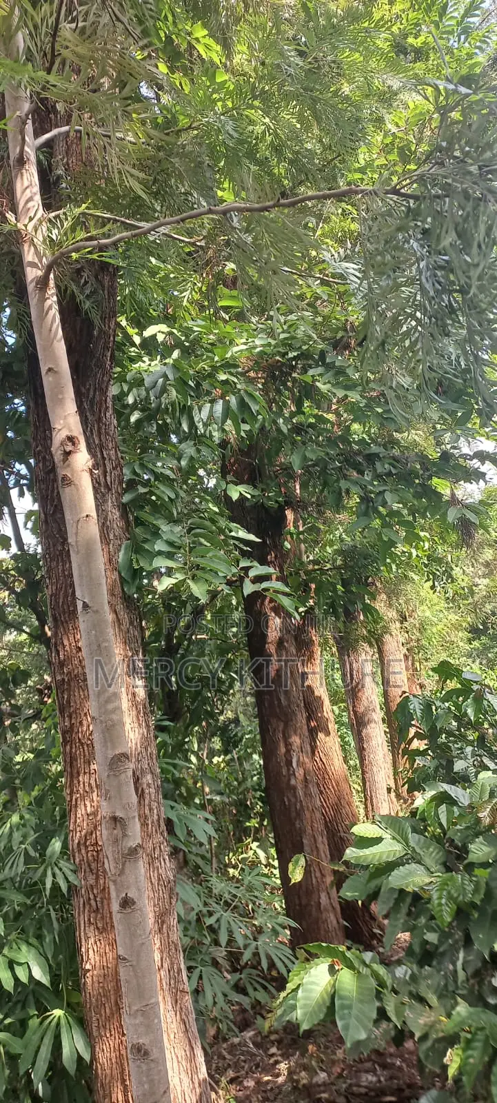 Grevillea Trees