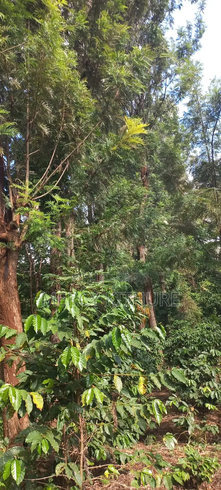 Grevillea Trees
