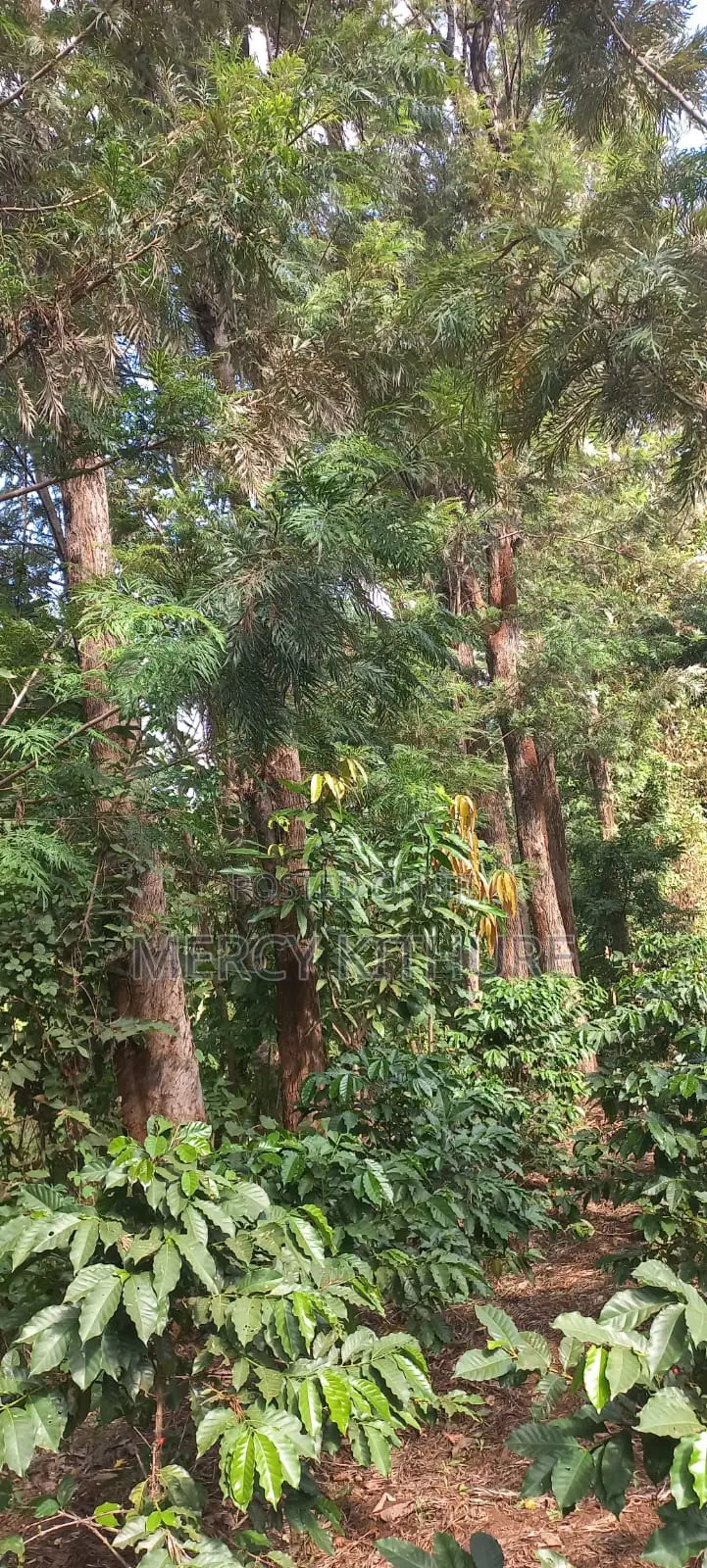 Grevillea Trees